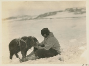 Image of MacMillan with young musk ox